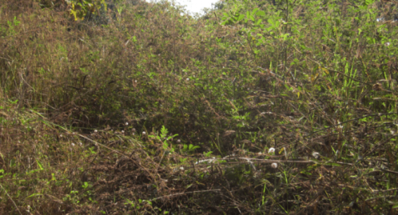 3-Dangers-of-Scrub-when-Conducting-a-Topographic-Survey-1-e1671724417904