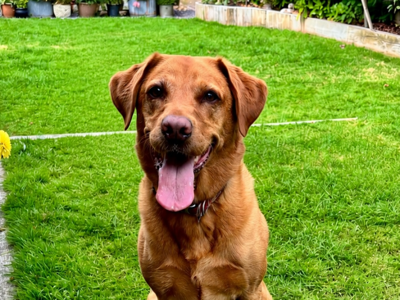 Merlin the Dog